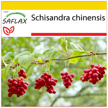 SAFLAX Anzucht Set - Wu-Wei-Zi Beere - Schisandra - 15 Samen
