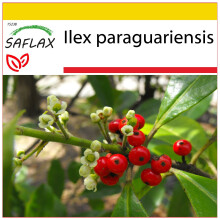 SAFLAX Anzucht Set - Mate Teestrauch - Ilex - 10 Samen