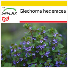 SAFLAX Anzucht Set - Gundermann - Glechoma - 75 Samen
