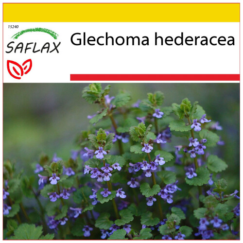 SAFLAX Anzucht Set - Gundermann - Glechoma - 75 Samen
