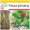 SAFLAX Anzucht Set - Ginseng - Panax - 10 Samen 1