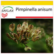 SAFLAX Anzucht Set - Anis - Pimpinella - 200 Samen
