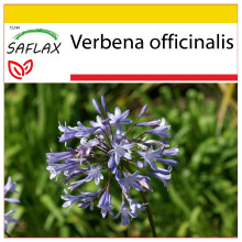 SAFLAX - Cultivation set - Verbena - 250 seeds - With mini greenhouse, growing substrate and 2 pots - Verbena officinalis