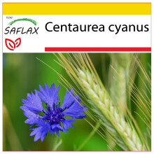 SAFLAX - Ensemble de culture - Bleuet bleu - 27000 graines - Avec mini serre, substrat de culture et 2 pots - Centaurea cyanus