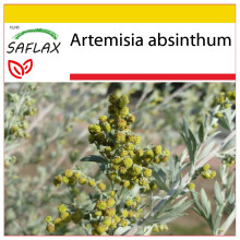 SAFLAX Anzucht Set - Wermut - Artemisia - 500 Samen