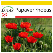 SAFLAX Anzucht Set - Klatschmohn - Papaver - 27000 Samen