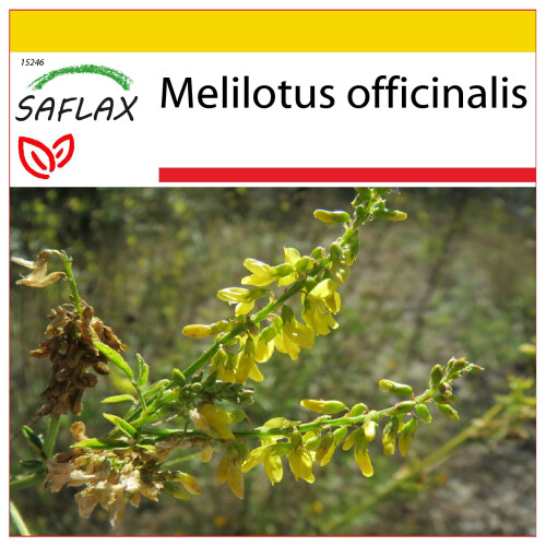SAFLAX Anzucht Set - Steinklee - Melilotus - 250 Samen