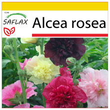 SAFLAX Anzucht Set - Stockrosen - Alcea - 100 Samen