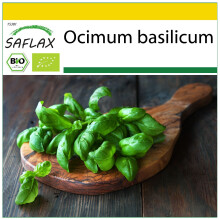 SAFLAX Anzucht Set - Basilikum Genovese - Ocimum - 800 Samen