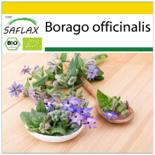 SAFLAX Anzucht Set - Borretsch - Borago - 40 Samen