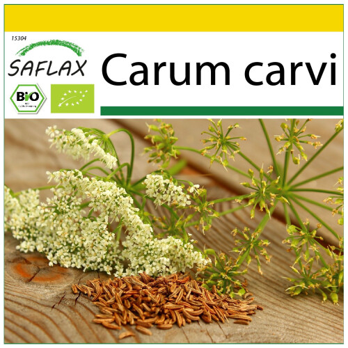 SAFLAX Anzucht Set - Kümmel - Carum - 800 Samen