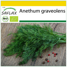 SAFLAX Anzucht Set - Dill - Anethum - 700 Samen