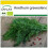 SAFLAX Anzucht Set - Dill - Anethum - 700 Samen 1
