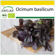 SAFLAX Anzucht Set - Rotes Basilikum - Ocimum - 400 Samen