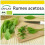 SAFLAX Anzucht Set - Sauerampfer - Rumex - 400 Samen 1
