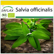 SAFLAX Anzucht Set - Salbei - Salvia - 60 Samen