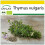 SAFLAX Anzucht Set - Thymian - Thymus - 800 Samen 1