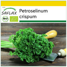SAFLAX Anzucht Set - Krause Petersilie - Petroselinum - 800 Samen