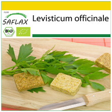 SAFLAX Anzucht Set - Liebstöckel - Levisticum - 100 Samen