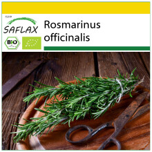 SAFLAX Anzucht Set - Rosmarin - Rosmarinus - 40 Samen