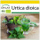 SAFLAX Anzucht Set - Brennnessel - Urtica - 2000 Samen 1
