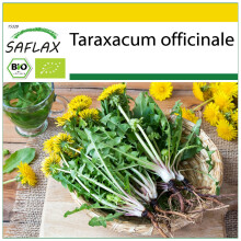 SAFLAX Anzucht Set - Löwenzahn - Taraxacum - 400 Samen