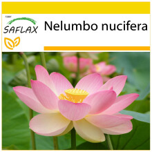 SAFLAX Anzucht Set - Lotusblume - Nelumbo - 8 Samen