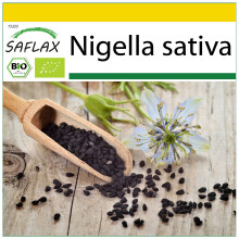 SAFLAX - Cultivation set - Organic - Black Cumin - 300 seeds - With mini greenhouse, growing substrate and 2 pots - Nigella sativa