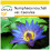 SAFLAX Anzucht Set - Blaue Seerose - Nymphaea - 15 Samen 1