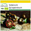 SAFLAX Anzucht Set - Tomate - Black Cherry - Solanum - 10 Samen 1