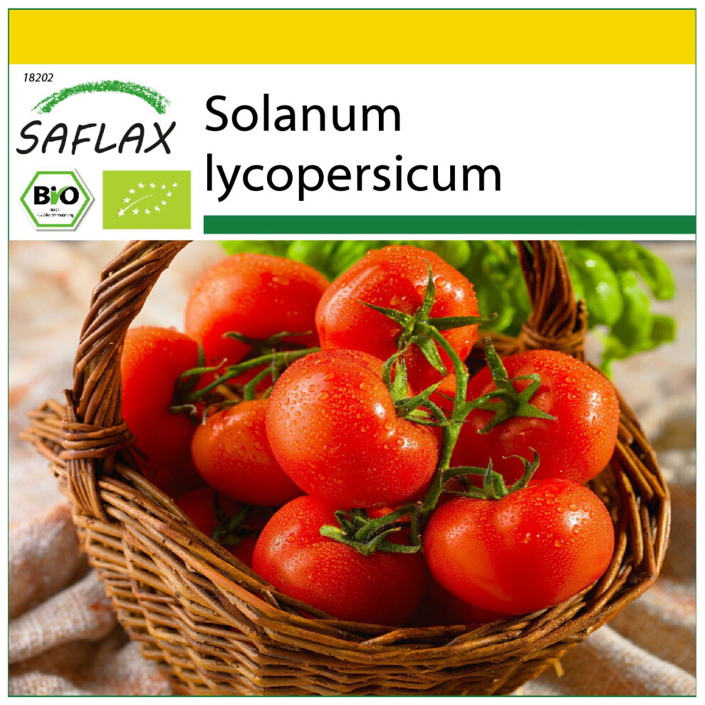 SAFLAX - Ensemble de culture - BIO - Tomate - Rose de Berne - 10 graines - Avec mini serre, substrat de culture et 2 pots - Solanum lycopersicum