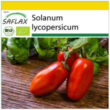 SAFLAX Anzucht Set - Tomate – Marzano - Solanum - 15 Samen