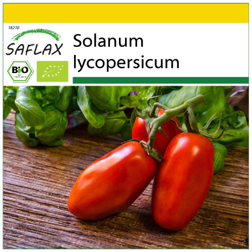 SAFLAX Anzucht Set - Tomate – Marzano - Solanum - 15 Samen