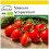 SAFLAX Anzucht Set - Tomate - Roma - Solanum - 15 Samen 1