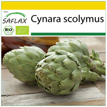 SAFLAX Anzucht Set - Artischocke - Imperial Star - Cynara - 5 Samen