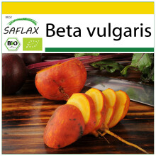 SAFLAX - Ensemble de culture - BIO - Betterave - Jaune - 50 graines - Avec mini serre, substrat de culture et 2 pots - Beta vulgaris