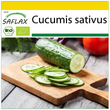 SAFLAX Anzucht Set - Gurke - Marketmore - Cucumis - 20 Samen