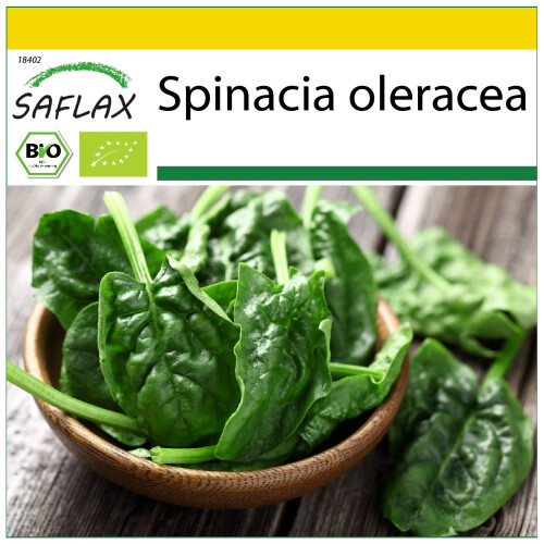 SAFLAX Anzucht Set - Spinat - Matador - Spinacia - 300 Samen