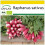 SAFLAX Anzucht Set - Radieschen - French Breakfast - Raphanus - 150 Samen 1