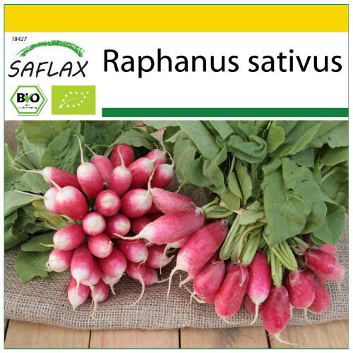SAFLAX Anzucht Set - Radieschen - French Breakfast - Raphanus - 150 Samen