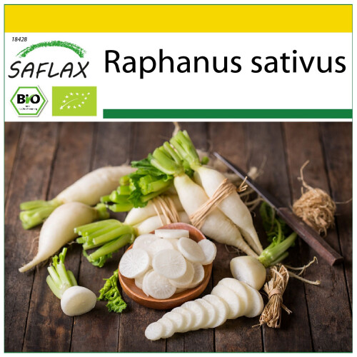 SAFLAX Anzucht Set - Radieschen - Eiszapfen - Raphanus - 100 Samen
