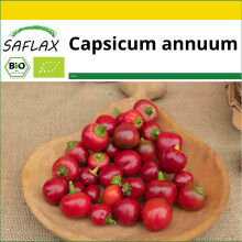 SAFLAX Anzucht Set - Chili – Piccante Cilieglia - Capsicum - 10 Samen
