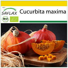 SAFLAX Anzucht Set - Kürbis - Hokkaido - Cucurbita - 5 Samen