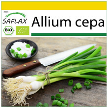SAFLAX Anzucht Set - Frühlingszwiebel - Lissabonner - Allium - 150 Samen