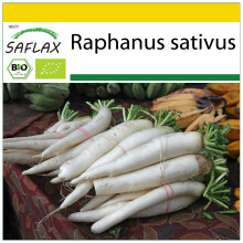 SAFLAX Anzucht Set - Rettich – Daikon - Raphanus - 100 Samen