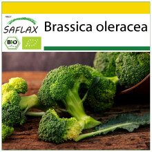 SAFLAX Anzucht Set - Broccoli - Calabrese - Brassica - 100 Samen