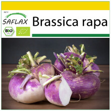 SAFLAX Anzucht Set - Kohlrabi - Milan Purple - Brassica - 600 Samen