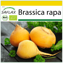 SAFLAX Anzucht Set - Rübe - Goldana - Brassica - 500 Samen