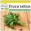 SAFLAX Anzucht Set - Ruccola - Eruca - 3000 Samen 1