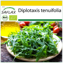 SAFLAX Anzucht Set - Wilder Ruccola - Diplotaxis - 1500 Samen